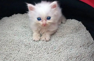 猫砂