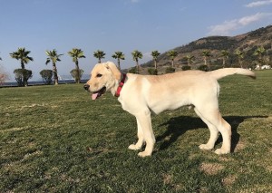 拉布拉多猎犬