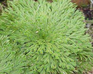 耶利哥玫瑰 - 搜狗百科