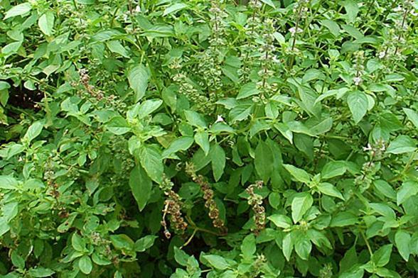 九层塔 唇形科罗勒属植物 搜狗百科