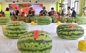 大兴西瓜节