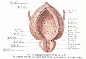 肾与膀胱相表里