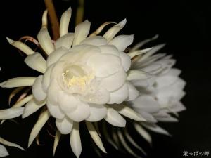 昙花
