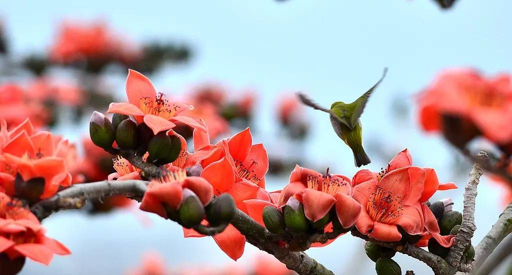 木棉树