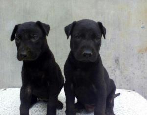 黑狼犬幼犬