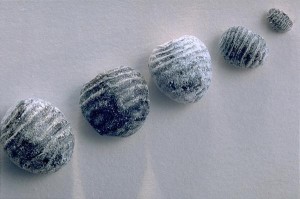 胭脂虫干体