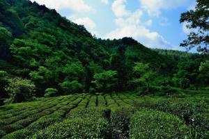 文县李子坝茶园