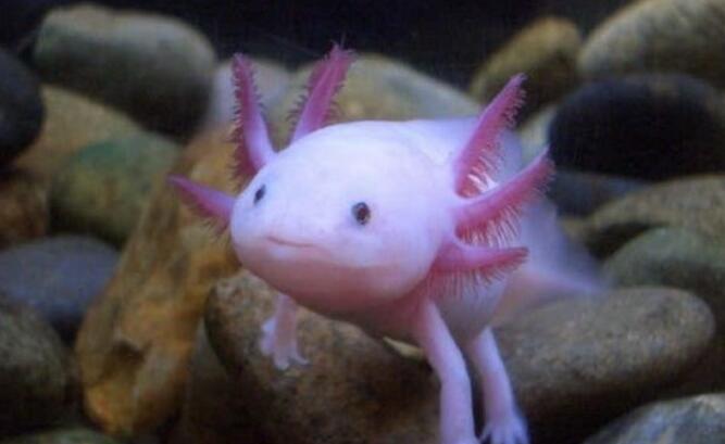 六角龙鱼 蝾螈科钝口螈属动物 搜狗百科