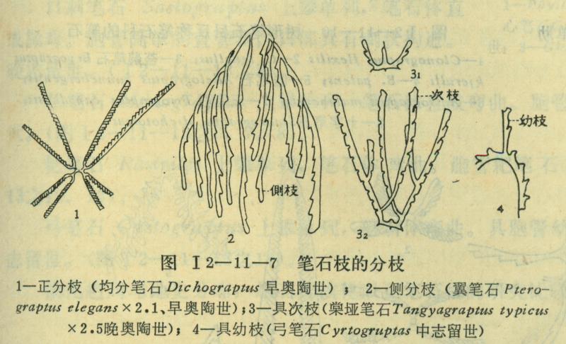 笔石枝的分枝