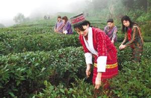 墨脱县背崩乡檫曲卡茶园基地当地群众正在采茶