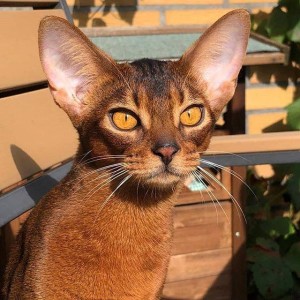 阿比西尼亚猫