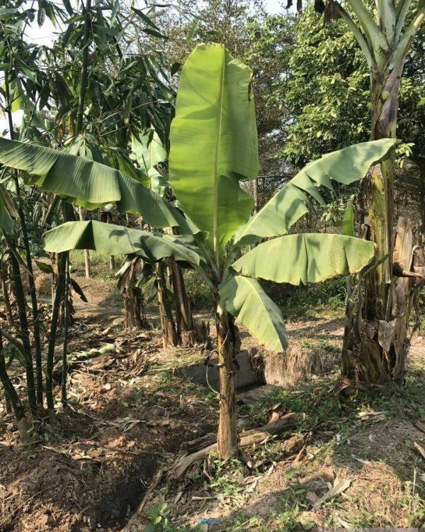 香蕉树(3)香蕉盆栽主要是叶,花,果的保护,以提高观赏价值,注意修剪