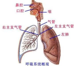 呼吸系统概观