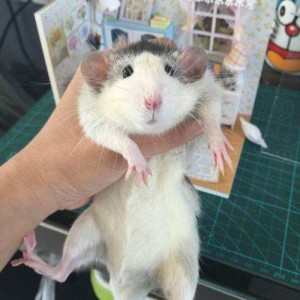 花枝鼠