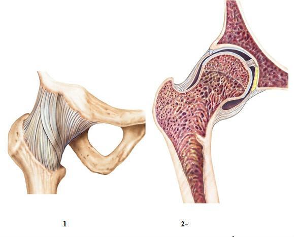 髖關節生物力學 - 搜狗百科