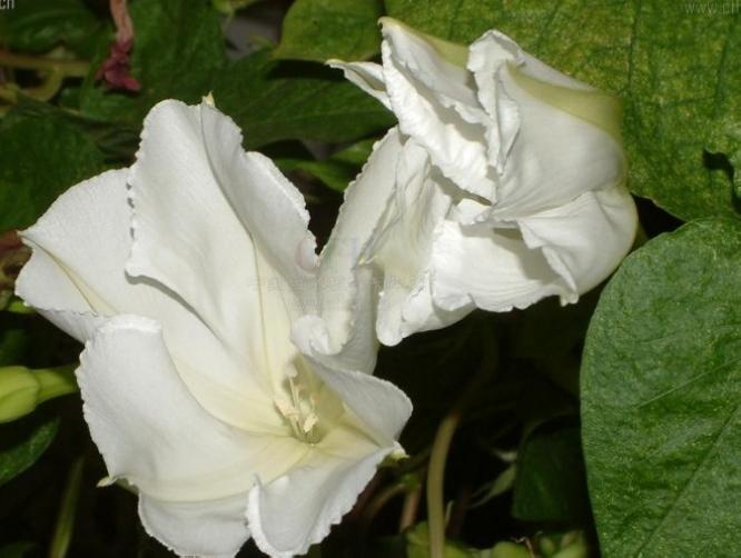 月光花 月光花属植物的一种 搜狗百科