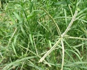 牛筋草 - 搜狗百科