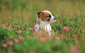 伴侣犬