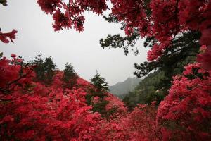 云雾山杜鹃