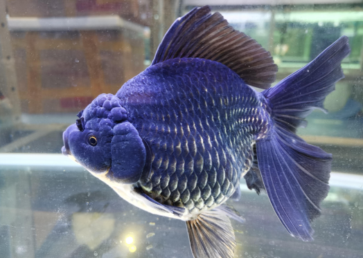 中的鳖鱼这正是它的魅力所在协会系的兰寿当岁鱼就能完成相当程度的