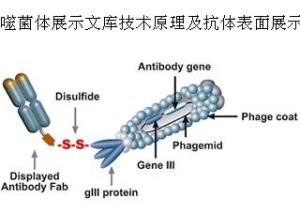 噬菌体展示技术原理