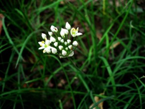 韭菜花