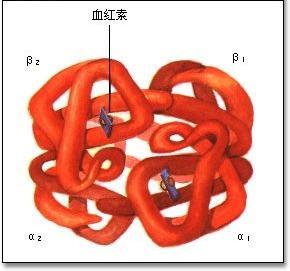 血红蛋白