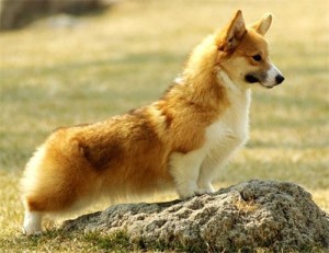 威尔斯柯基犬