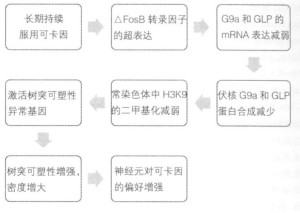 可卡因改变突触可塑性的机制示意图