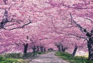 樱花