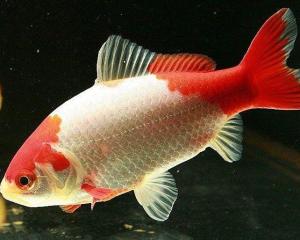 草金鱼 搜狗百科