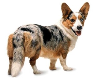 威尔斯柯基犬