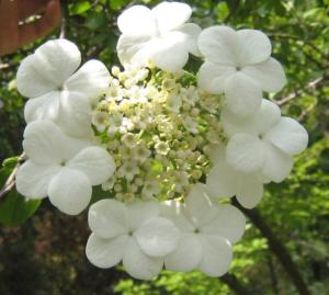 琼花