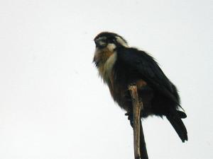 黑腿小隼(图1)