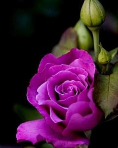 紫玫瑰 搜狗百科 紫玫瑰 搜狗百科