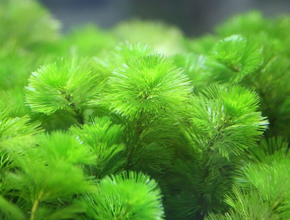 金鱼藻 金鱼藻科金鱼藻属植物 搜狗百科