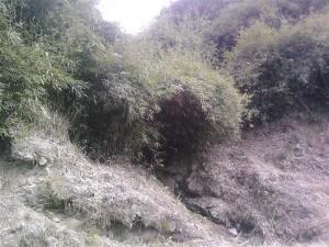风景