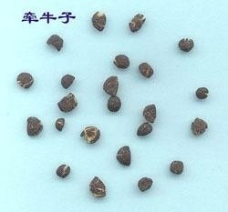牵牛子