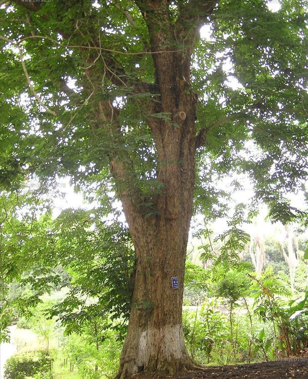 大果紫檀