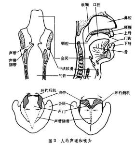 声道