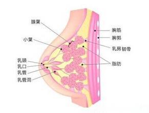 乳疬