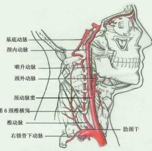 颈横动脉分支解剖图图片