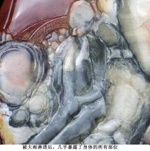 被大雨淋透后，几乎暴露了身体的所有部位