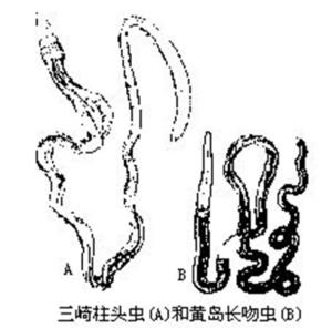 黄岛长吻虫