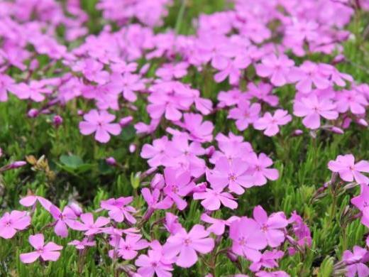 芝樱 搜狗百科 芝樱 搜狗百科