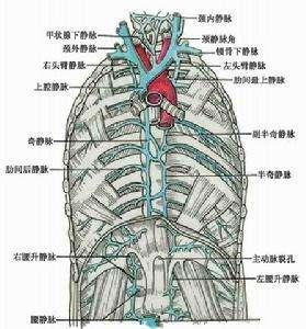 奇静脉解剖图片
