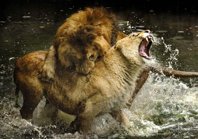 狮子打斗 