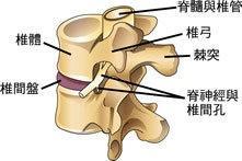 椎间孔和椎孔区别图片
