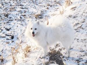银狐犬