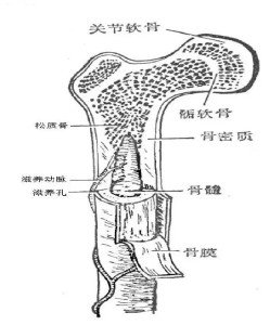 骨的构成